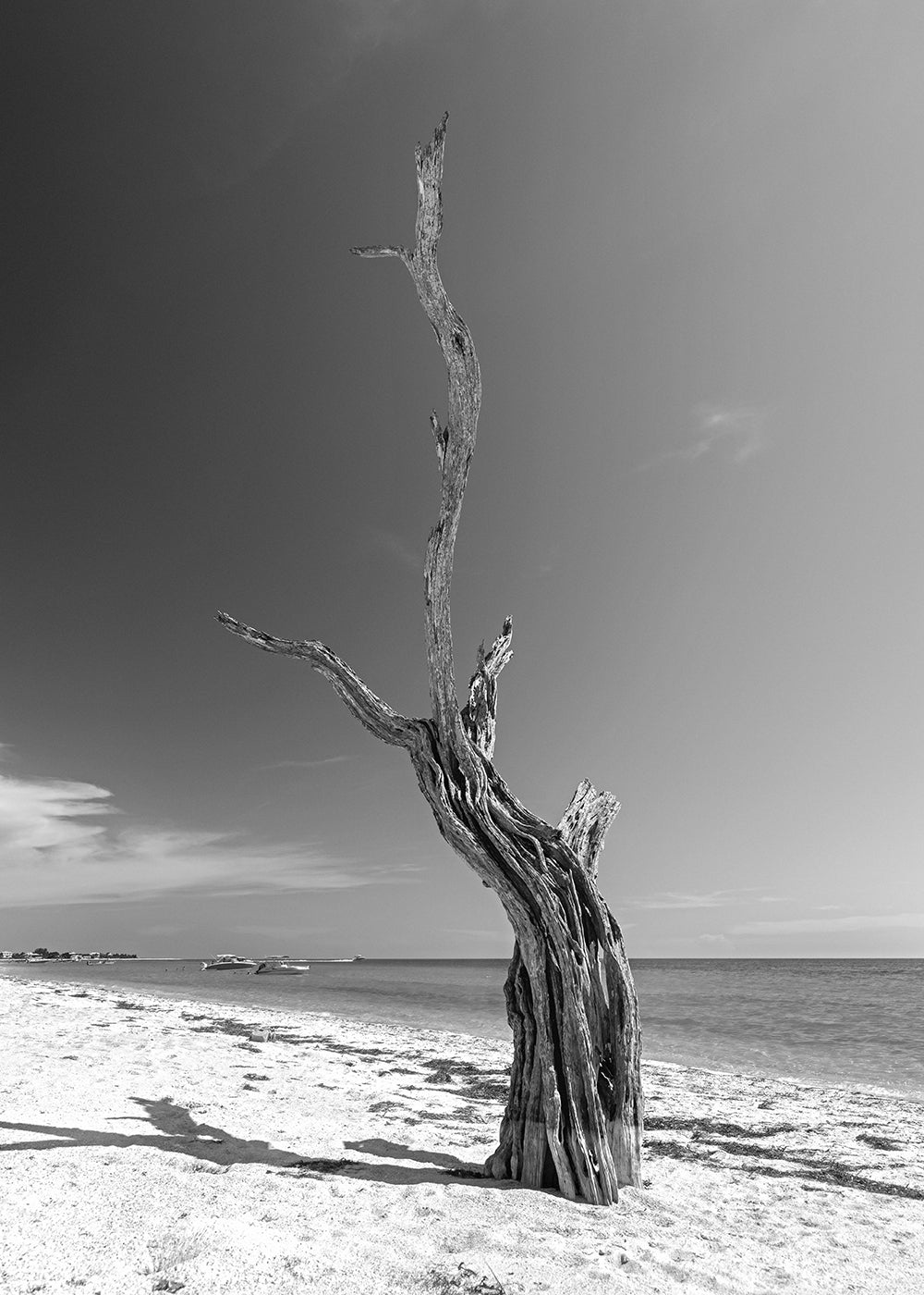Lone tree on an island lining the coastal waters
