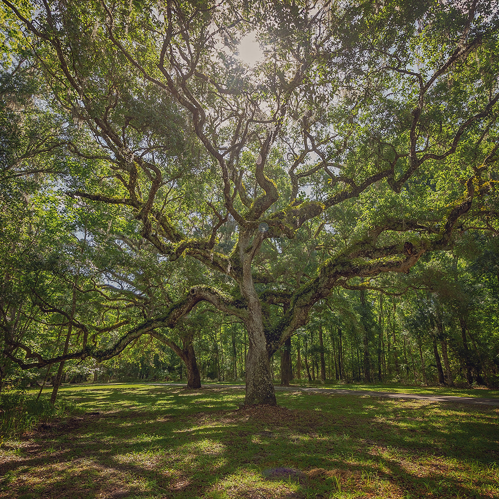 a mighty oak tree with long branches