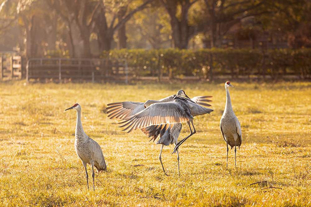 Florida sandhill cranes flapping their wings by a pasture