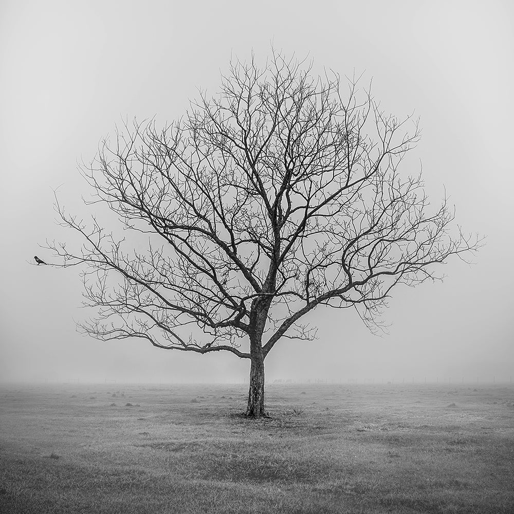 Pecan Tree in the early morning fog
