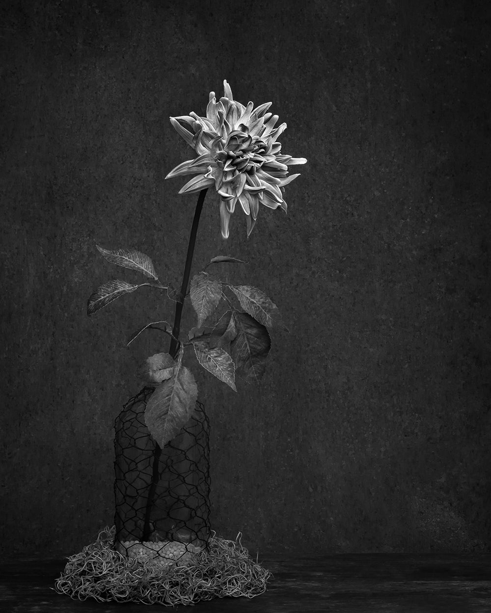 flower in a net-covered vase placed in front of a dark background